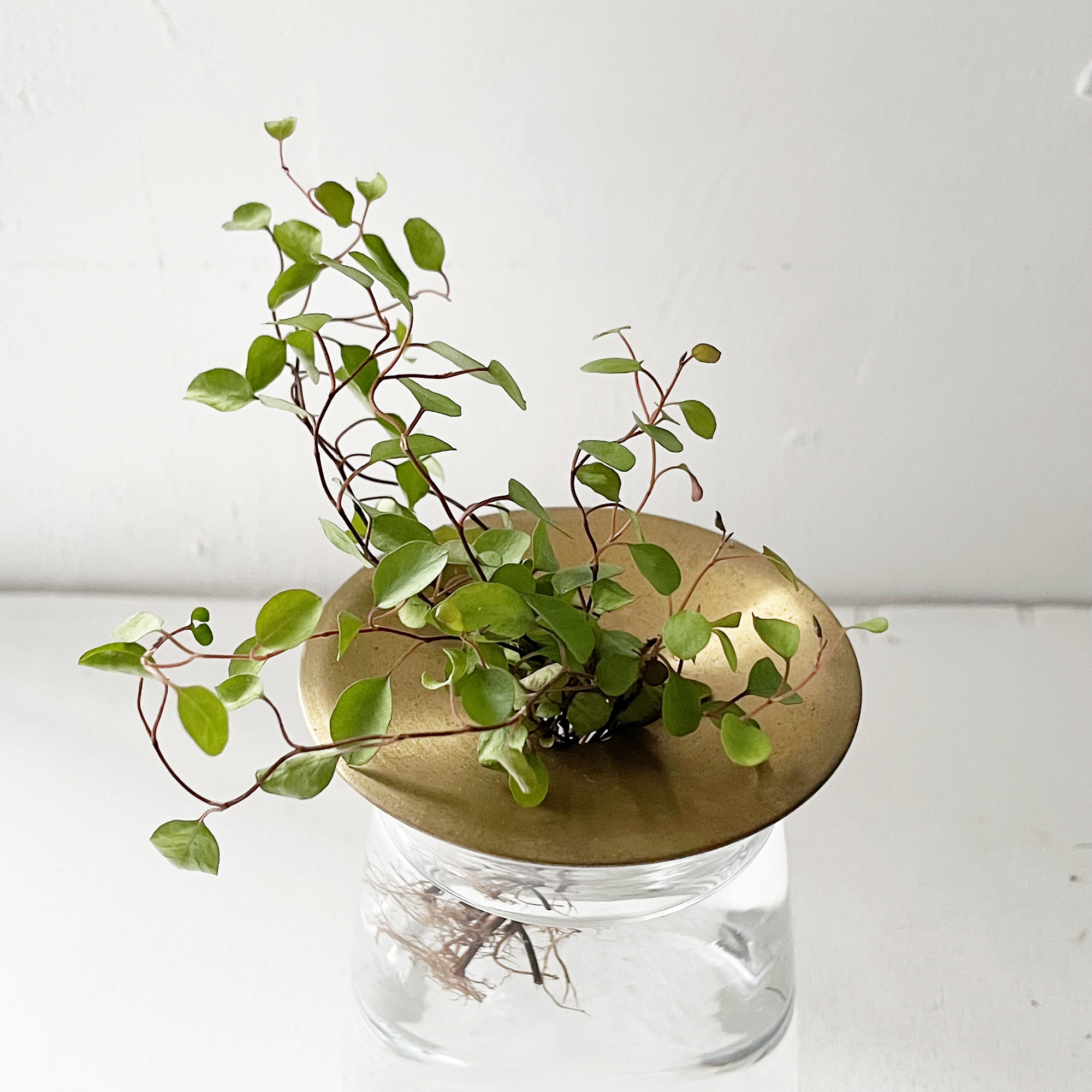 植物 ワイヤープランツ ガラス ブラス水耕栽培ベース ｋｉｎｔｏ Barbie