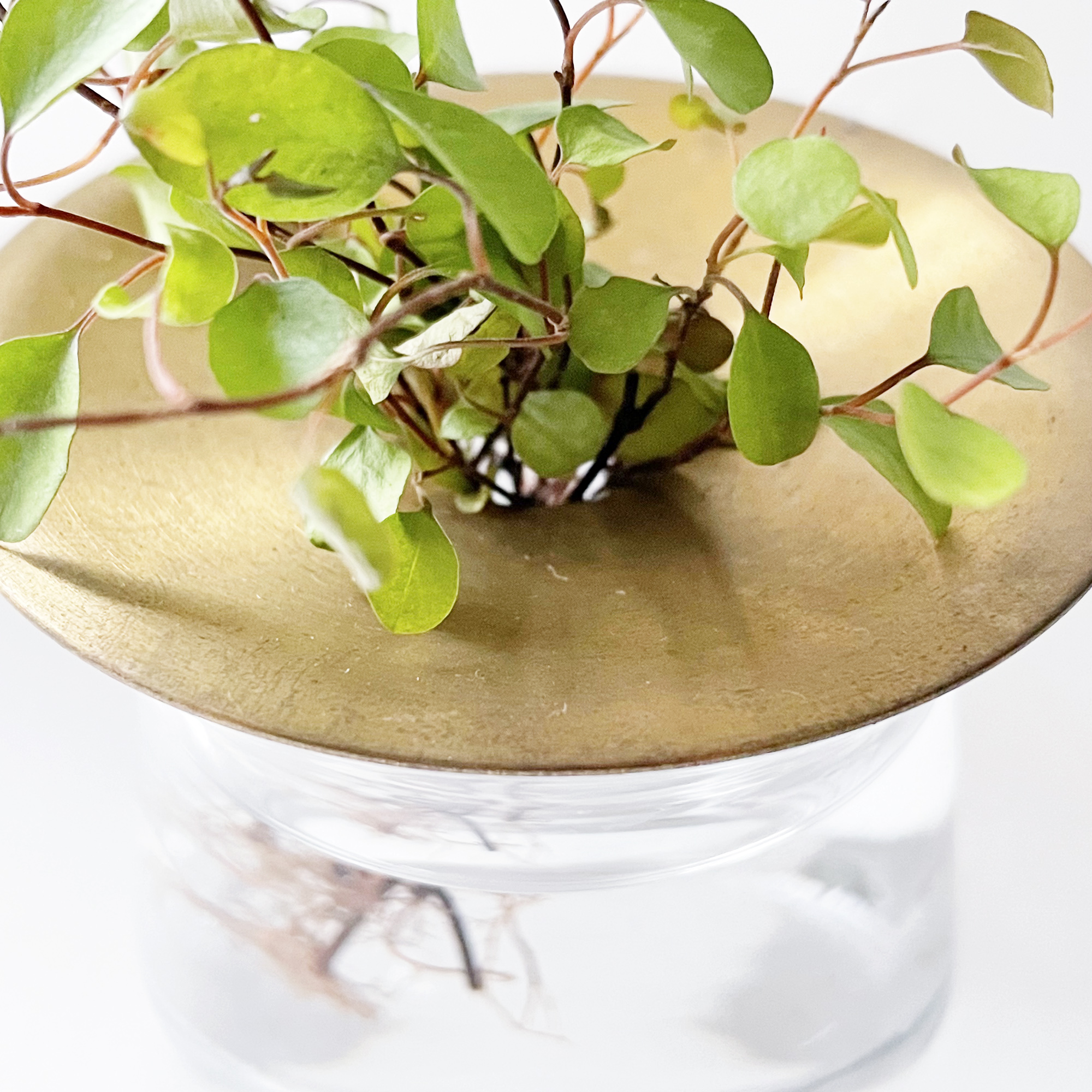 植物 ワイヤープランツ ガラス ブラス水耕栽培ベース ｋｉｎｔｏ Barbie